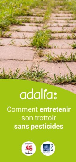 Dpl-trottoir1219-Adalia (1)-page-001